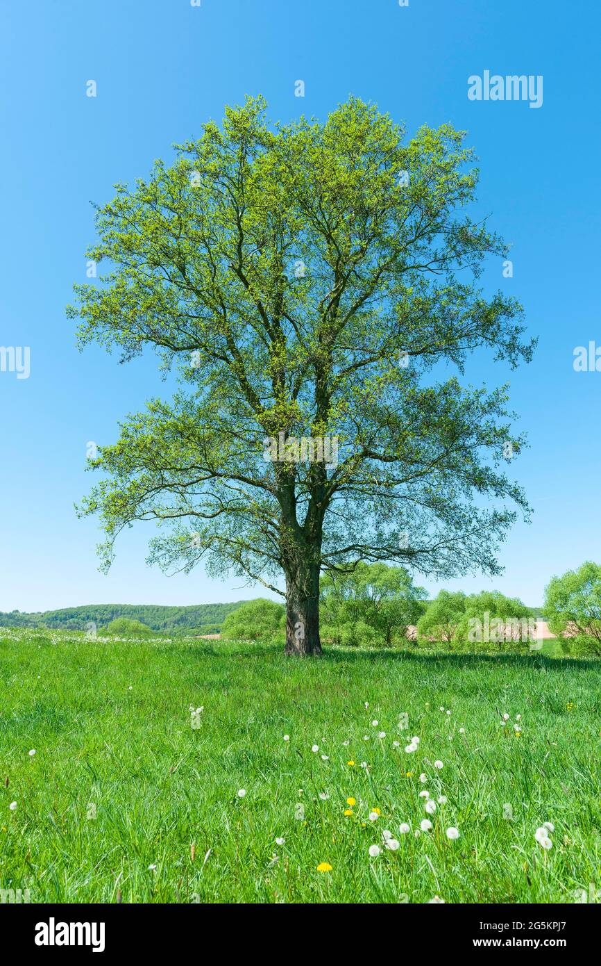 Schwarze Erle (Alnus glutinosa), einsam stehend auf einer Wiese, Thüringen, Deutschland, Europa Stockfoto