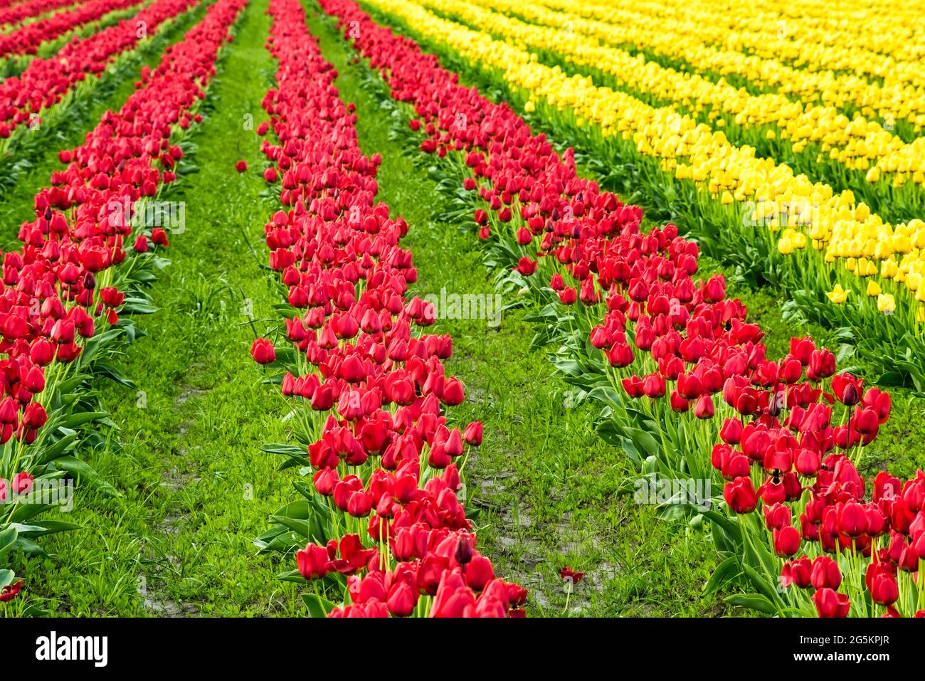 Reihen geschlossener roter und gelber, farbenprächtiger Tulpen in einem Feld mit abnehmenden Linien und grünem Gras Stockfoto