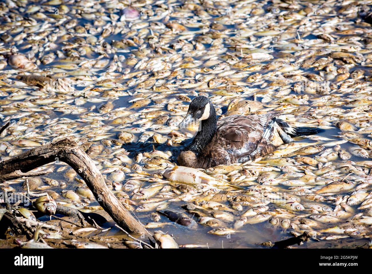Tote Fische schwimmen im Teich und kranke Gans schwimmen in Traurigkeit nach dem Entwässerungs- und Baggerarbeiten am Royal Lake Park in Fairfax, Virginia Stockfoto