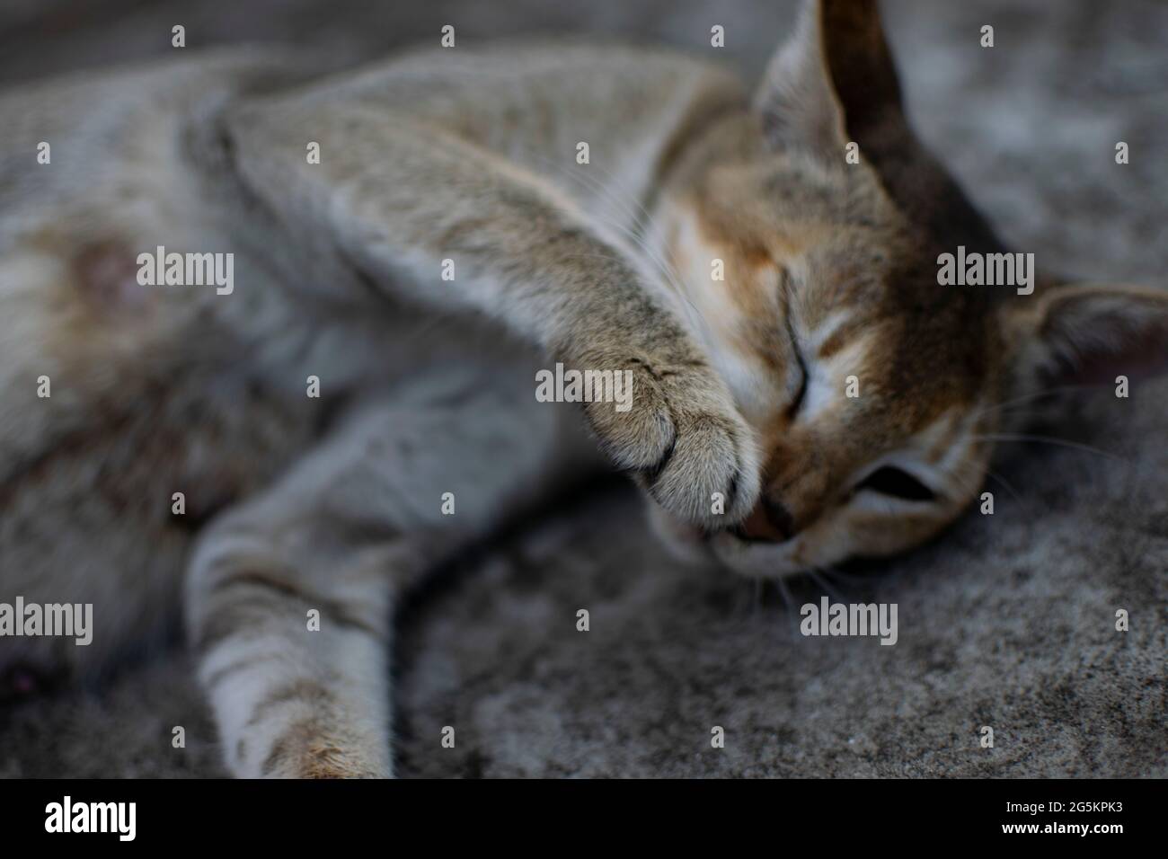 Schläfrige Katze Stockfoto