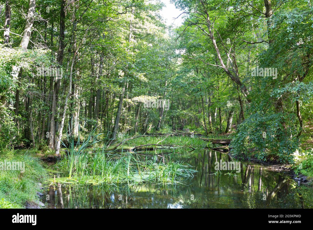 Erlenwald im Tal der Briese, Birkenwerder, Brandenburg, Deutschland, Europa Stockfoto