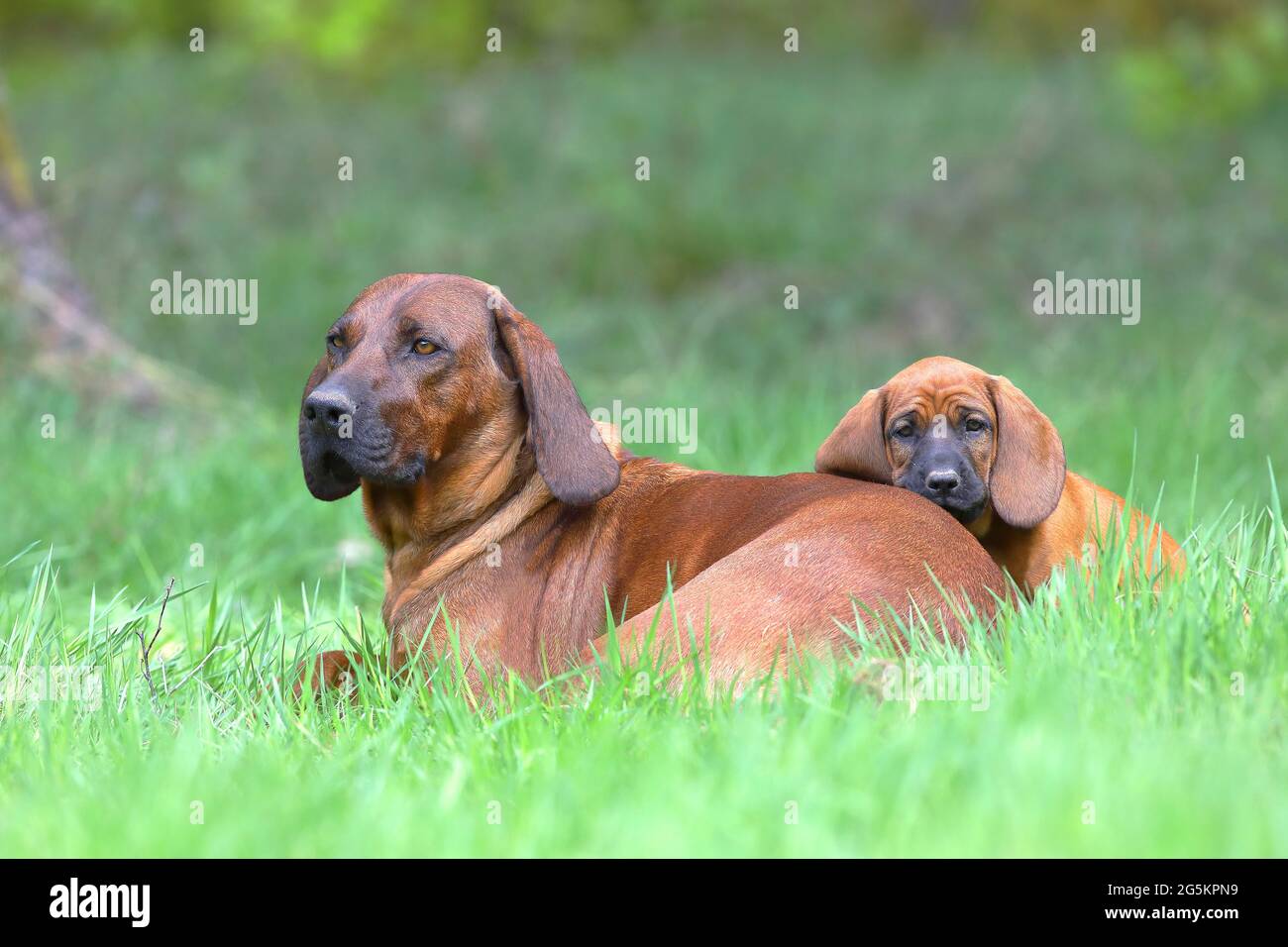 Hannoverscher Schweißhund (Canis lupus familiaris), Mutter mit Welpen im Alter von 9 Wochen, Siegerland, Nordrhein-Westfalen, Deutschland, Europa Stockfoto