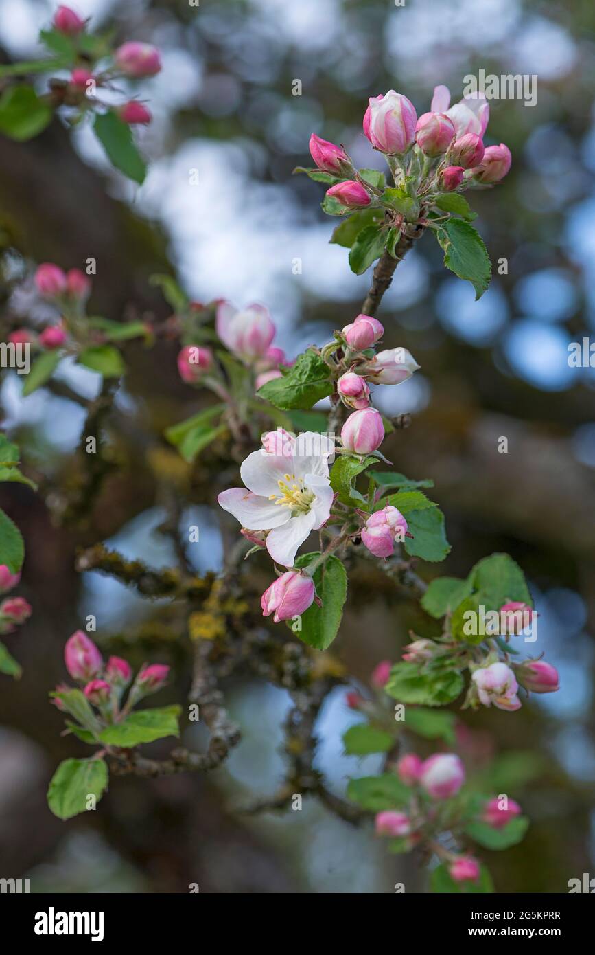 Junger Apfel (Malus) blüht auf Baum, Bayern, Deutschland, Europa Stockfoto