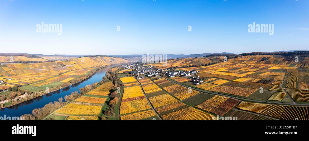 Luftaufnahme, Weinberge im Herbst, Mosel, Kesten, Bernkastel-Wittlich, Rheinland-Pfalz, Deutschland, Europa Stockfoto