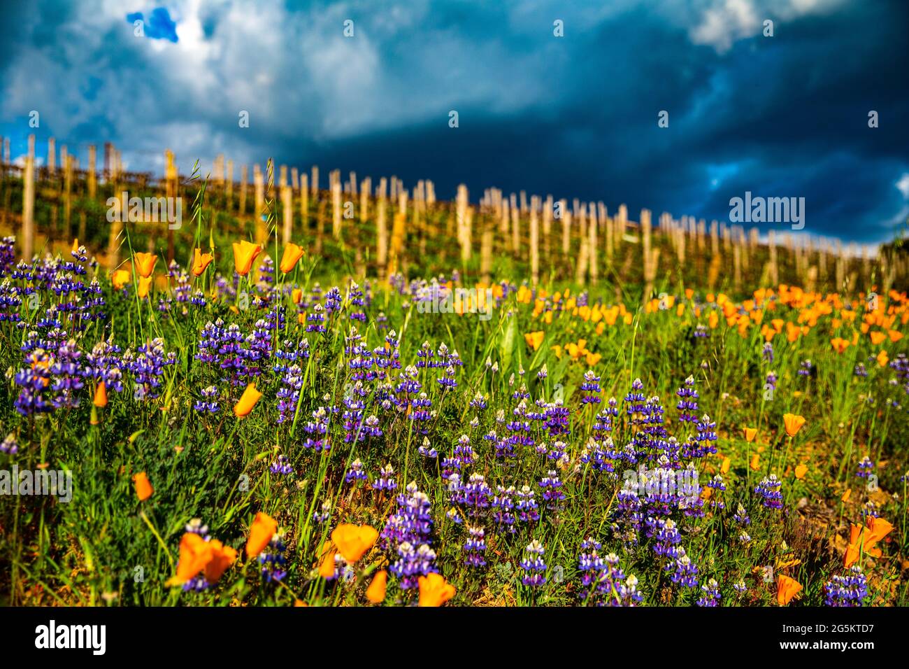 Frühlingshafte wilde Blumen von kalifornischen Mohnblumen und Lupinen am Straßenrand Stockfoto