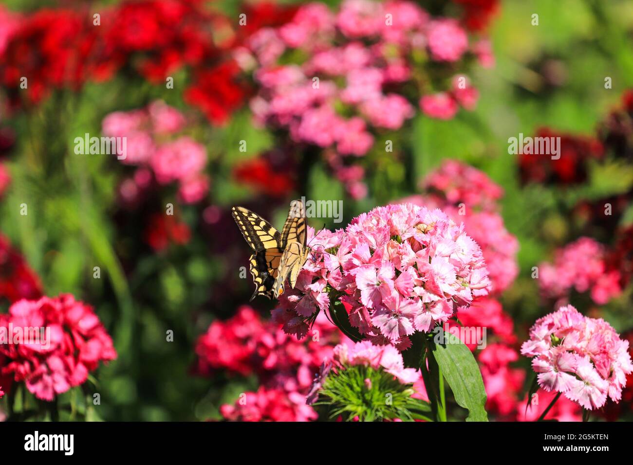 Schmetterling auf Blüte rosa Blume auf grüner Wiese Stockfoto
