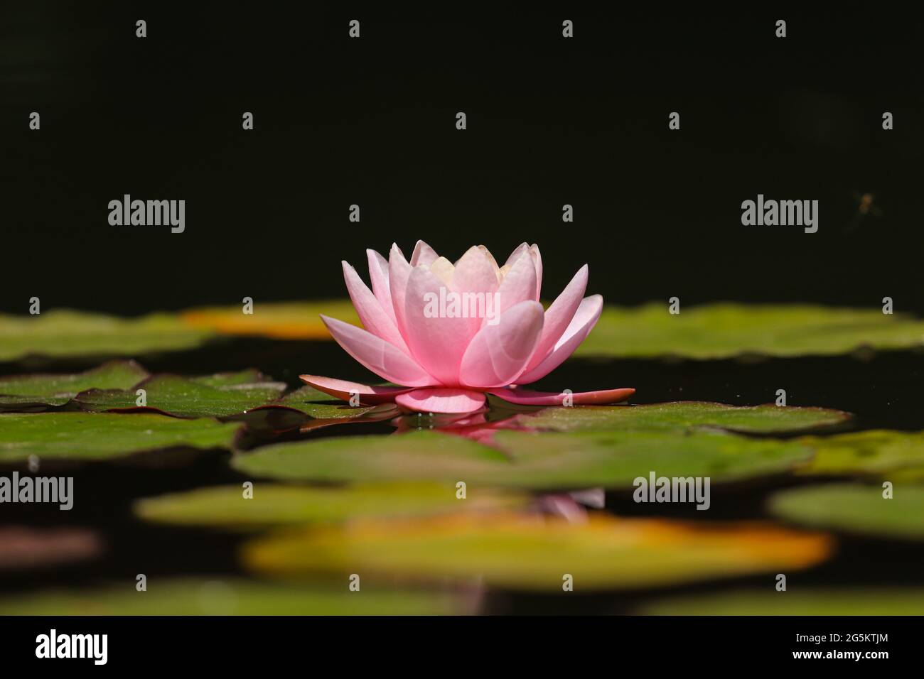 Rosa blume im teich Fotos und Bildmaterial in hoher Auflösung Seite