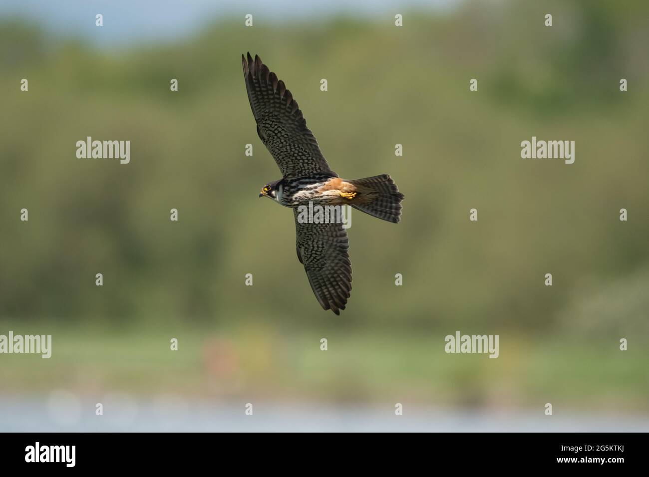 Eurasischer Hobbyfalke für Steineflüe Stockfoto