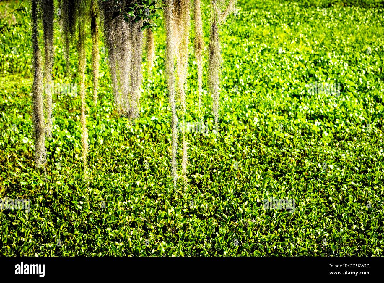 Spanische Moosflechten im Paynes Preserve State Park in Florida und Sonnenlicht auf Flussteichblättern im Hintergrund Stockfoto