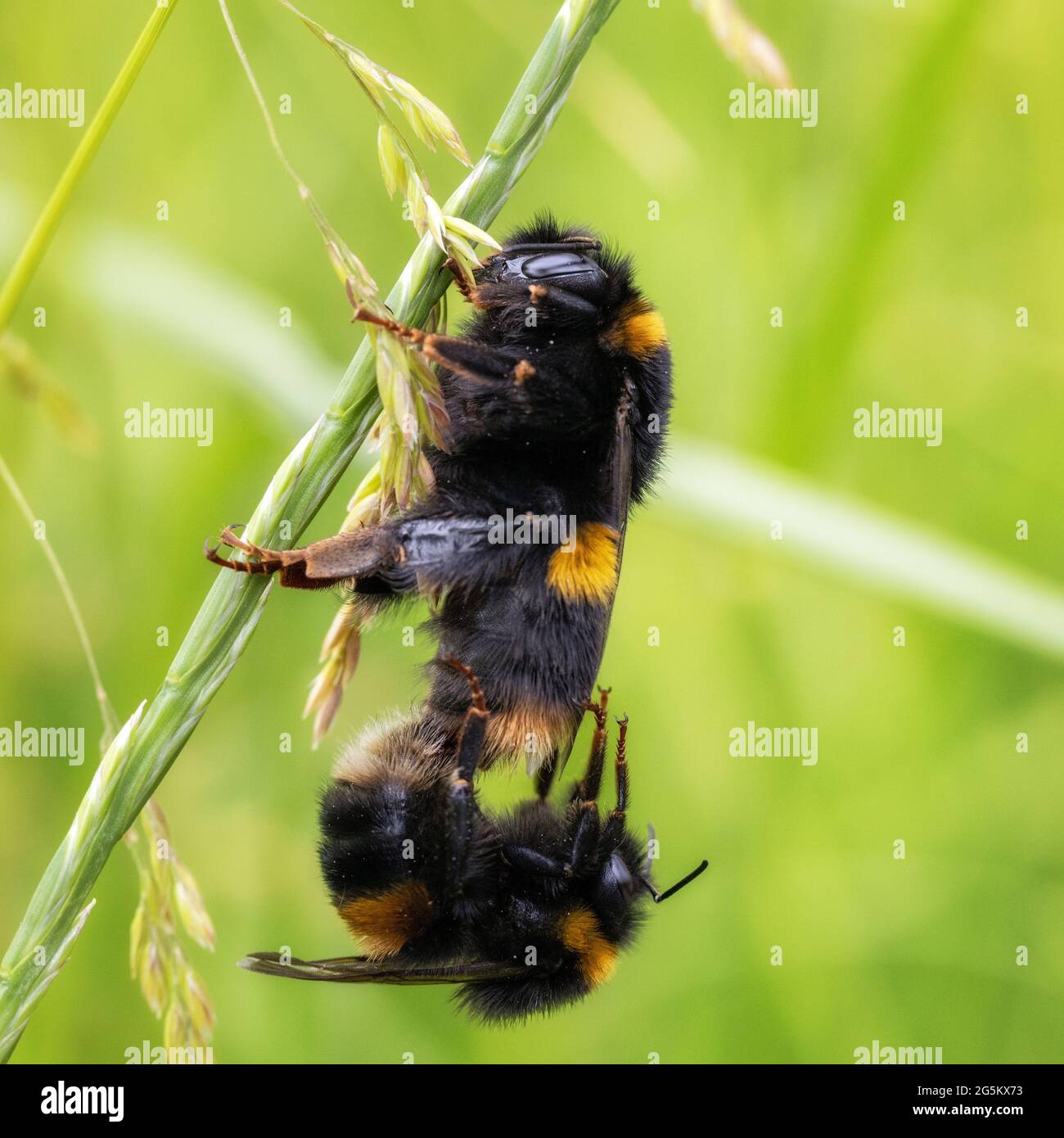 Britische Tierwelt: Ein Paar Hummeln (Bombus terrestris) paart sich, wobei das Männchen von der Bienenkönigin suspendiert wird. West Yorkshire, Stockfoto