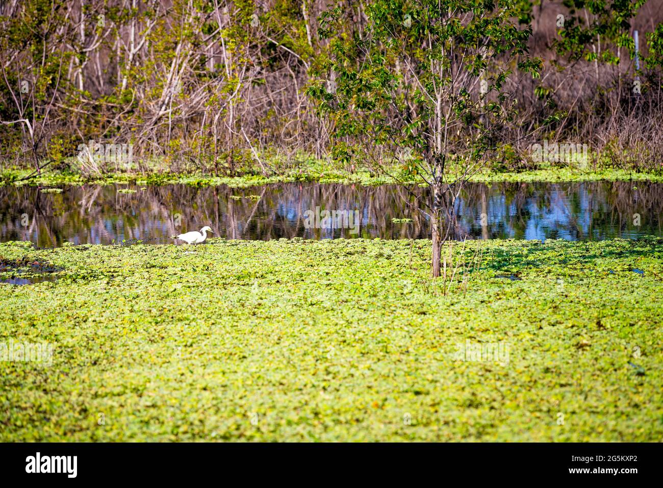 Ein wilder Silberreiher, der im Sumpfwasser auf der Suche nach Nahrung in Gainesville, Florida Paynes Preserve State Park Watershed steht Stockfoto