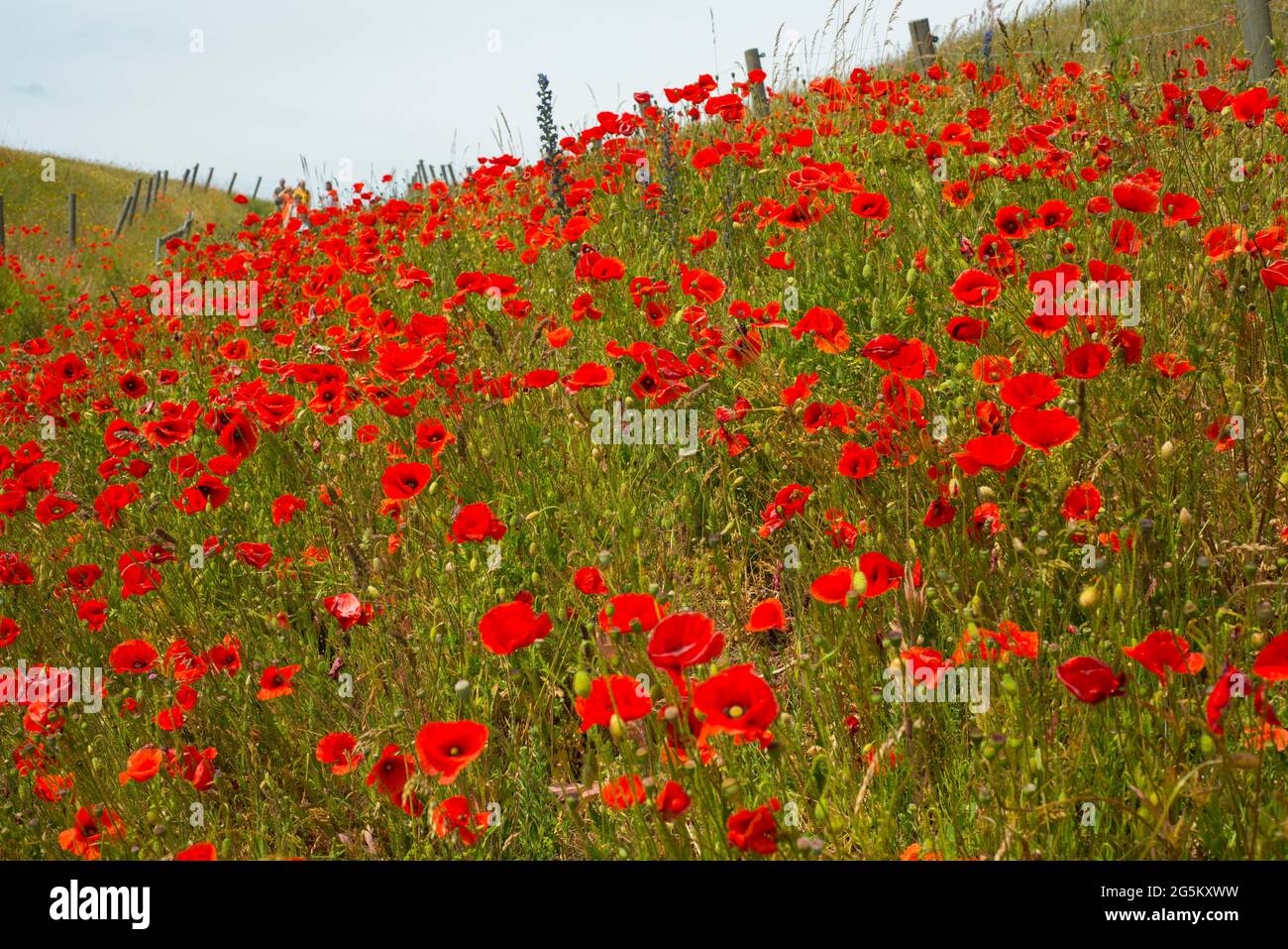 Die Hügel über dem Fischerdorf Kåseberga sind mit roten Mohnblumen bedeckt, Ystad Gemeinde, Scania, Schweden, Skandinavien, Europa Stockfoto