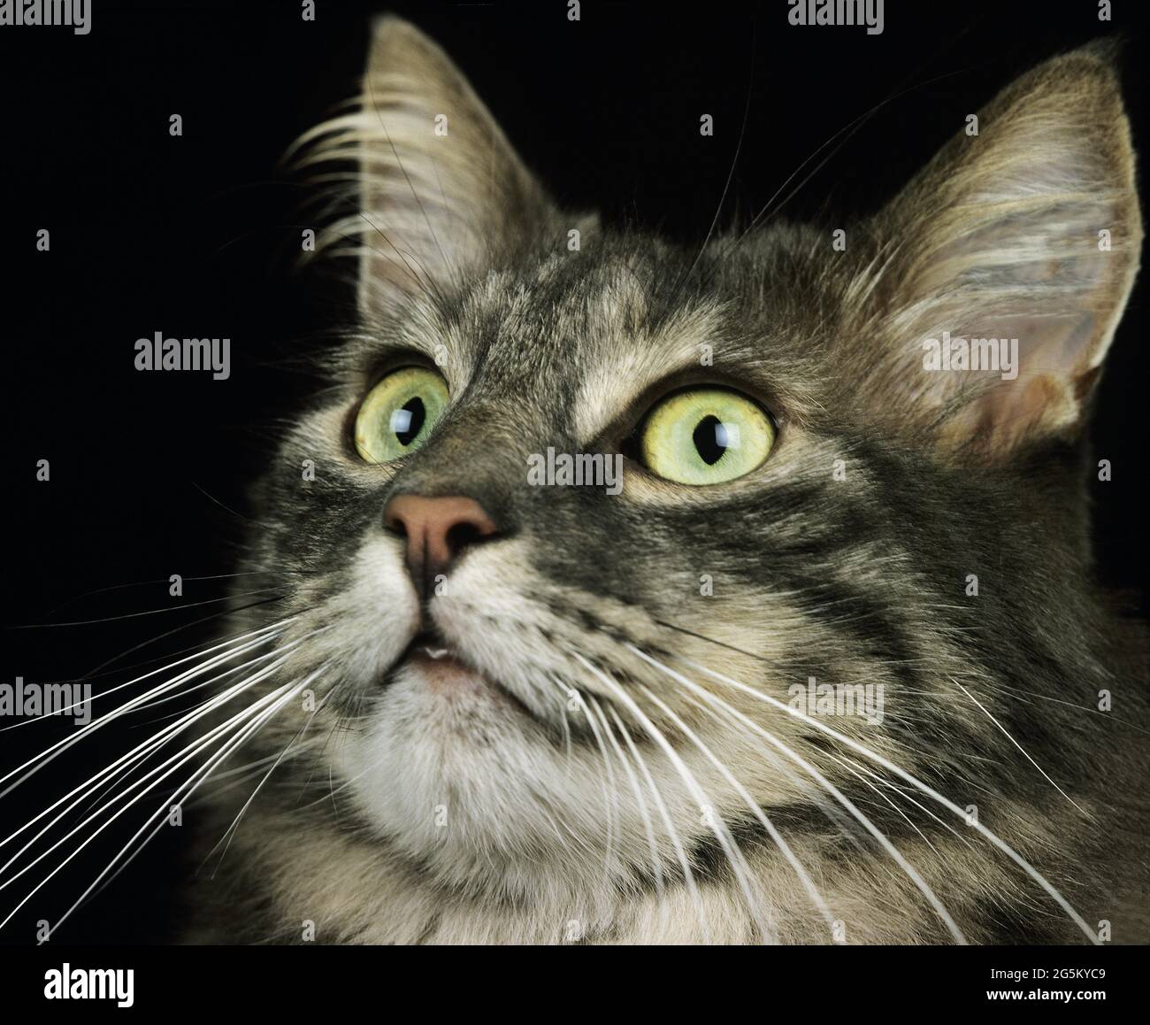 Skogkatt Hauskatze, Porträt eines Erwachsenen vor schwarzem Hintergrund Stockfoto