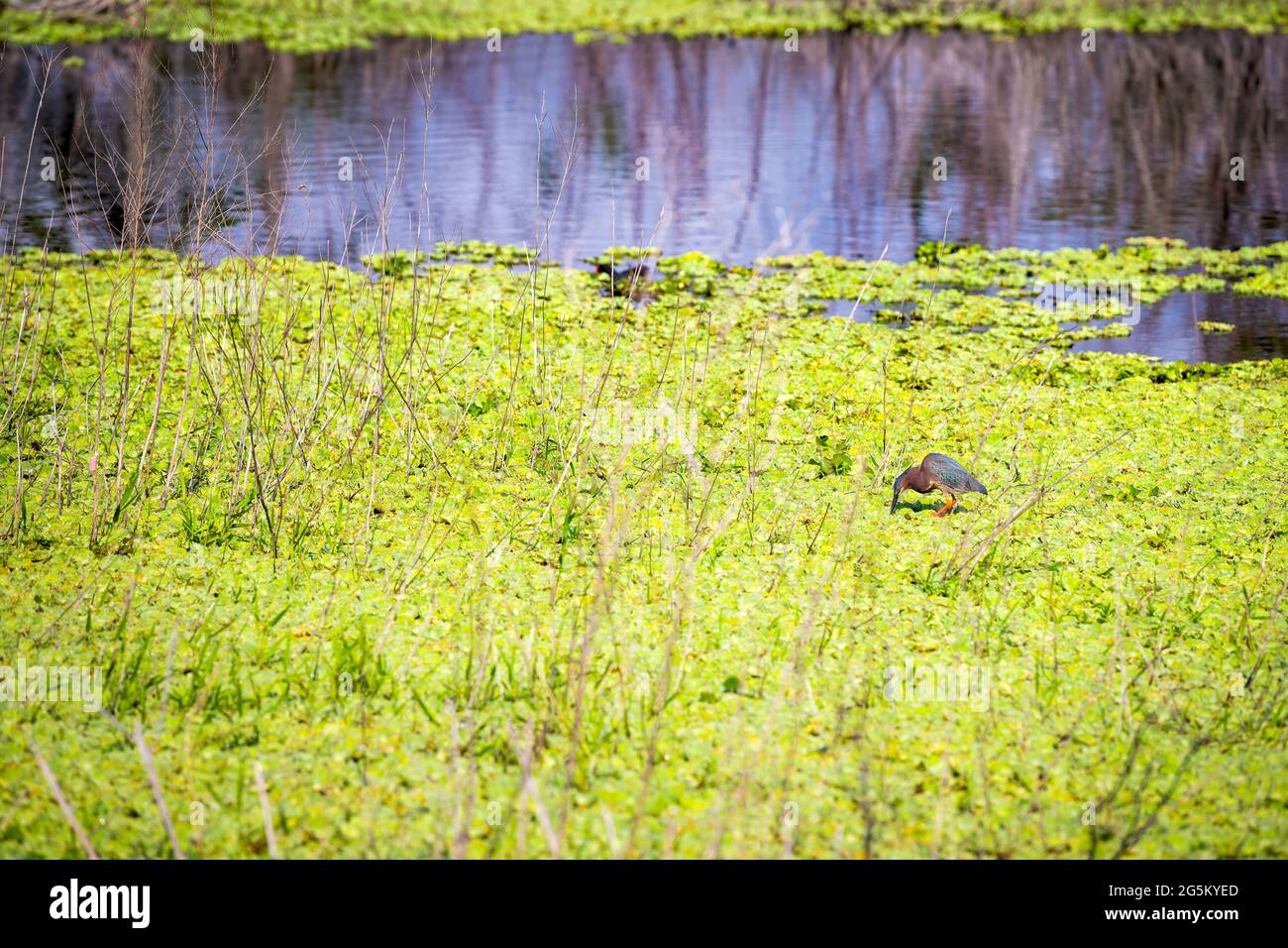 Ein wilder, grüner Vogel, der im Sumpfwasser auf der Suche nach Nahrung in Gainesville, Florida Paynes, im Wildreservat des State Park, steht Stockfoto
