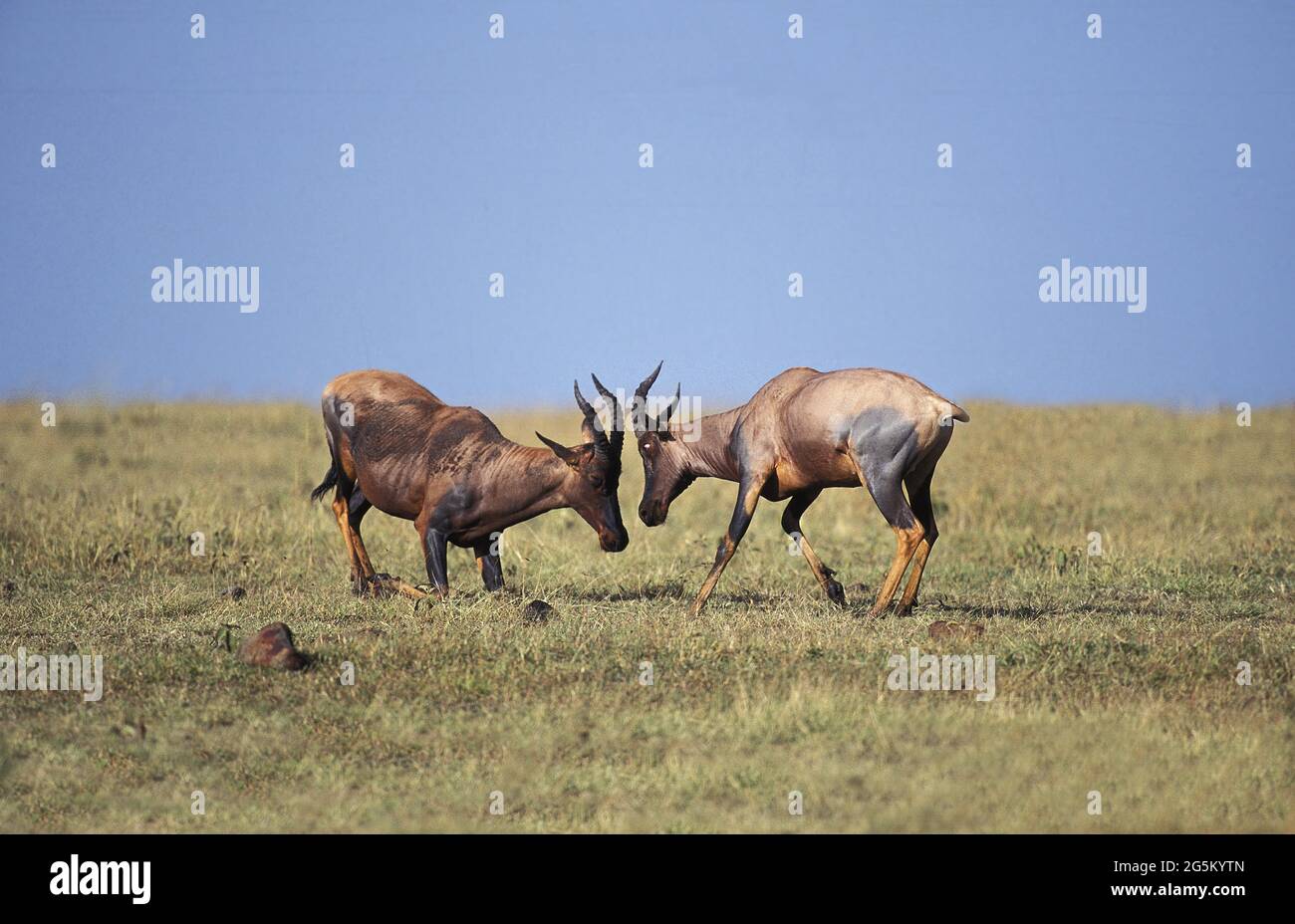 Damaliscus korrigum, Corrigum, Corral, Lyra-Antilope, Lyra-Antilopen, topi, Topis, Halbmondantilope, Halbmondantilopen, Antilopen, Huftiere Stockfoto