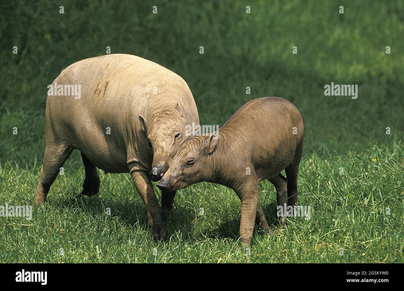 Wildschweine, Schweine, Huftiere, Klauen, Säugetiere, Tiere, Babirusa (babyrousa babyrussa), Mutter und Junge Stockfoto