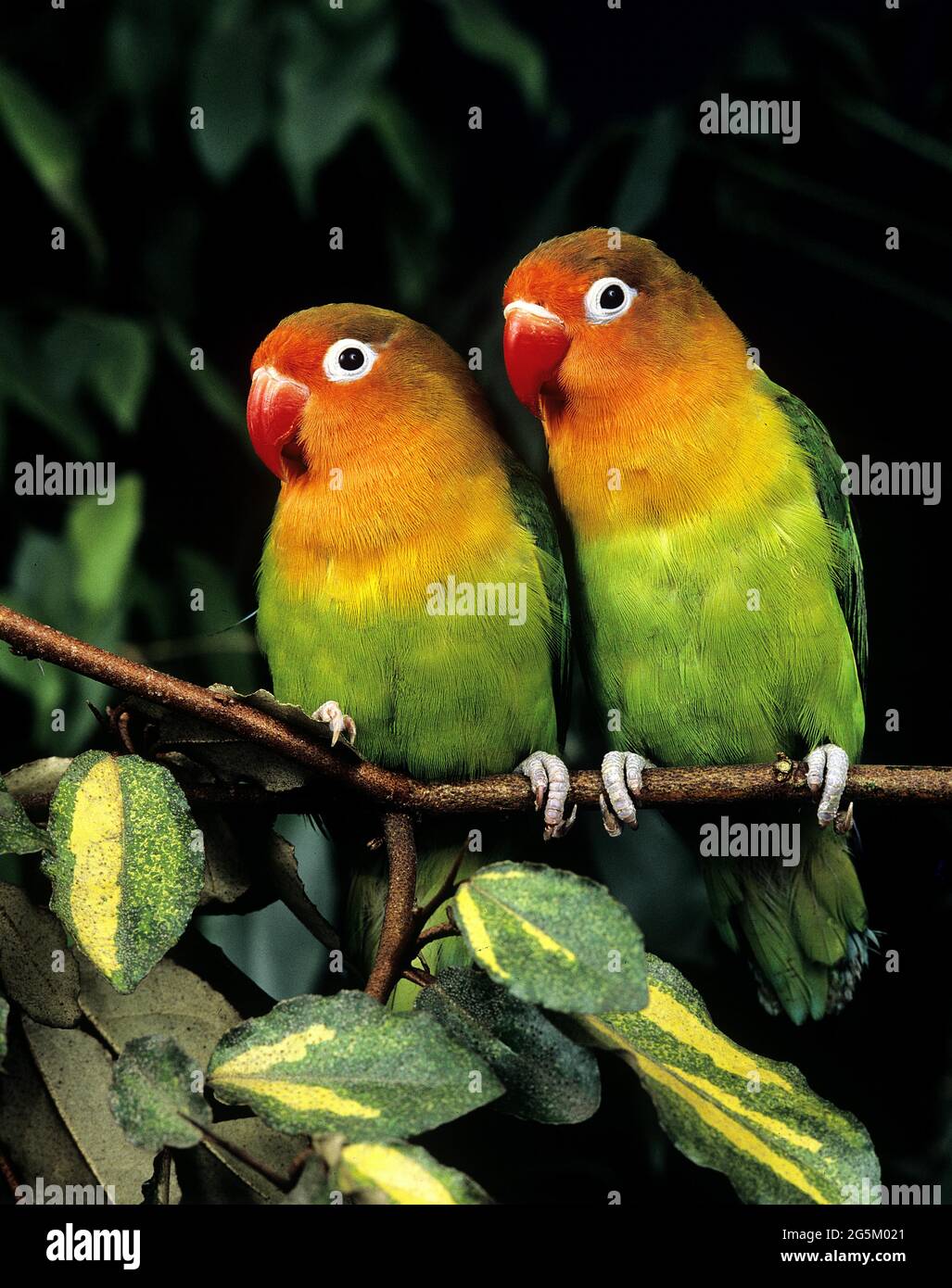 Fischer-Lovebird (agapornis fischeri) Stockfoto