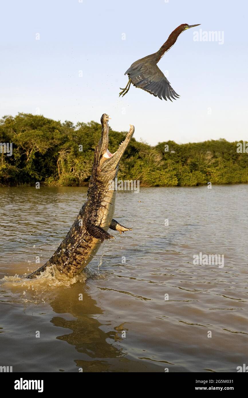 Brillenaiman (Caiman crocodilus), Erwachsener springt mit offenem Mund aus dem Wasser und versucht, einen rufecent Tiger-Reiher, tigrisoma lineatum, Los, zu fangen Stockfoto