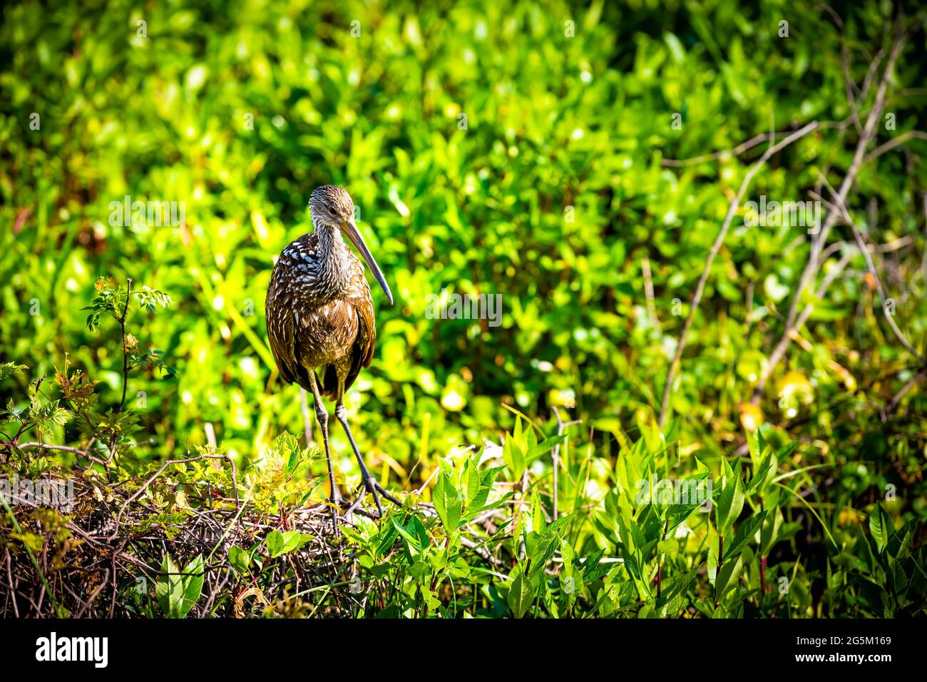 Limpkin Vogel closeup im Sumpf Sumpf in Paynes Prairie Preserve State Park in Gainesville, Florida, Schnabel Stockfoto