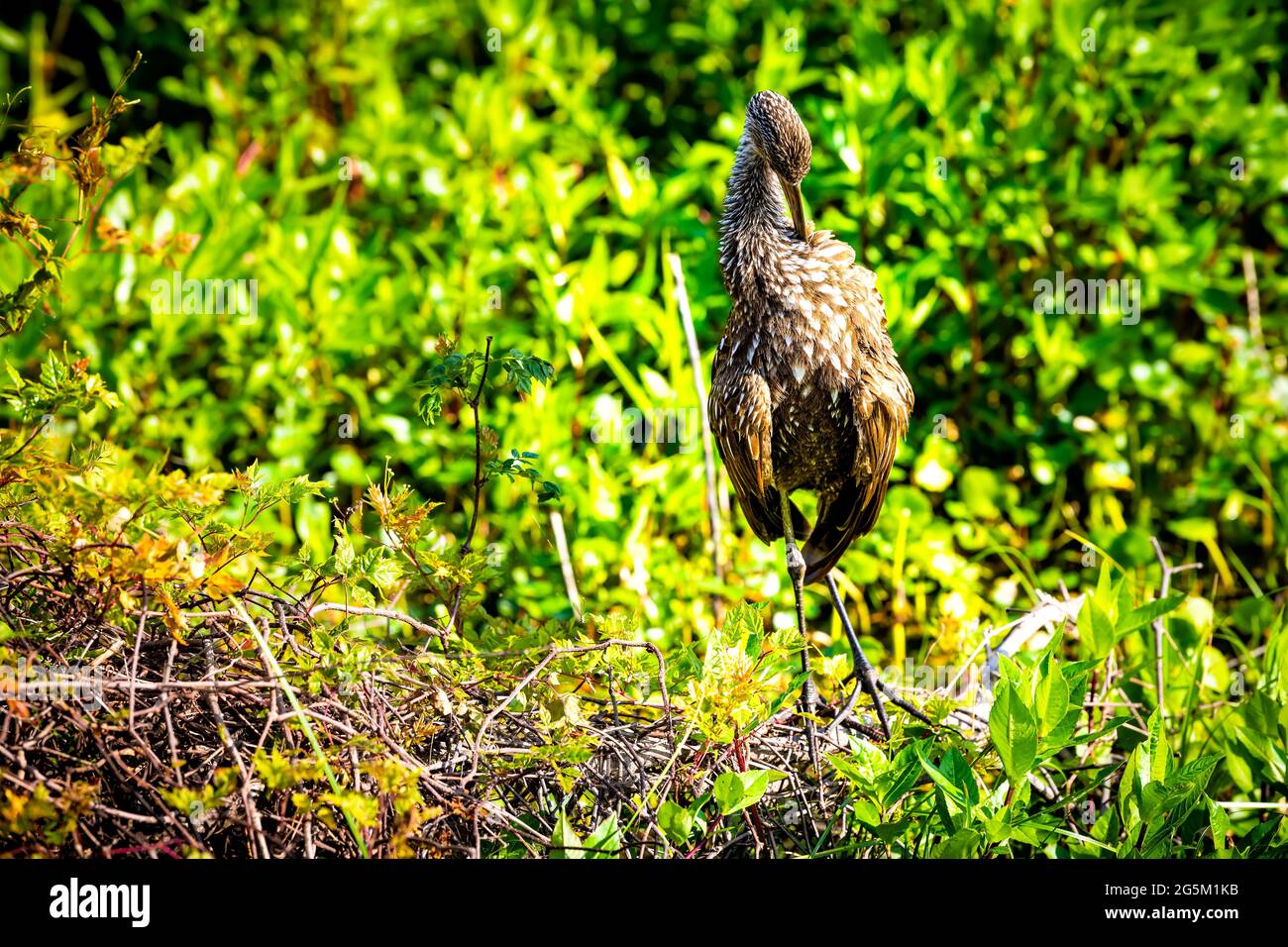 Limpkin-Vogel aus der Nähe, der auf Beinen steht und sich im Sumpfgebiet im Paynes-Pririe-Preserve-State-Park in Gainesville, Florida, aufstellt, Schnabel Stockfoto