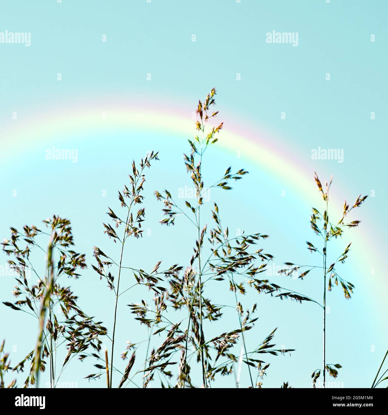 Grüne Blumen und Regenbogen am blauen Himmel Stockfoto