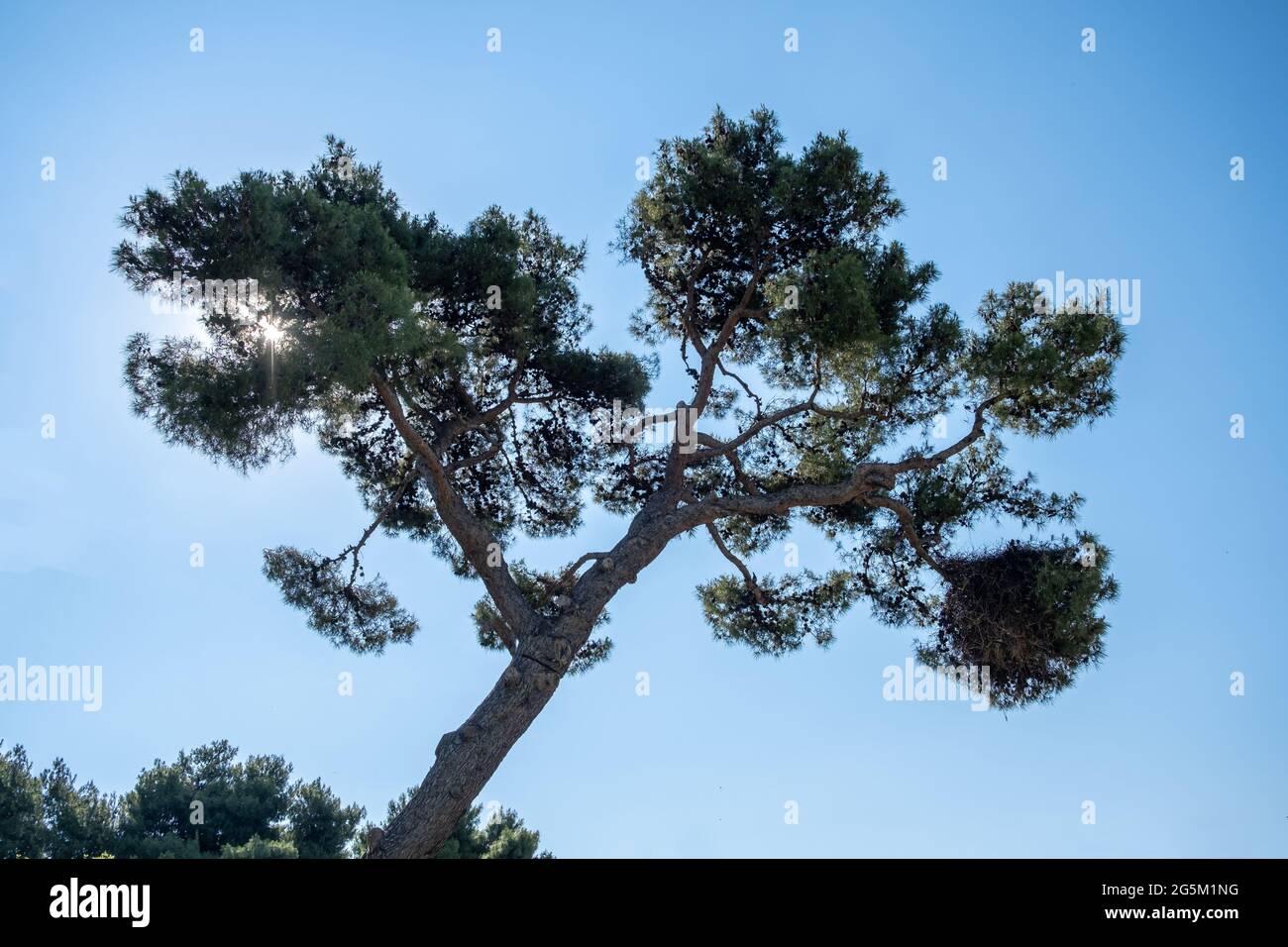 Kiefernbaum Sonnenstrahlen durch Äste gegen klaren blauen Himmel Konzept. Immergrüne Nadelpflanze mit Nadeln, Laub bedeckt die Sonne, frische Pflanzengesundheit Stockfoto