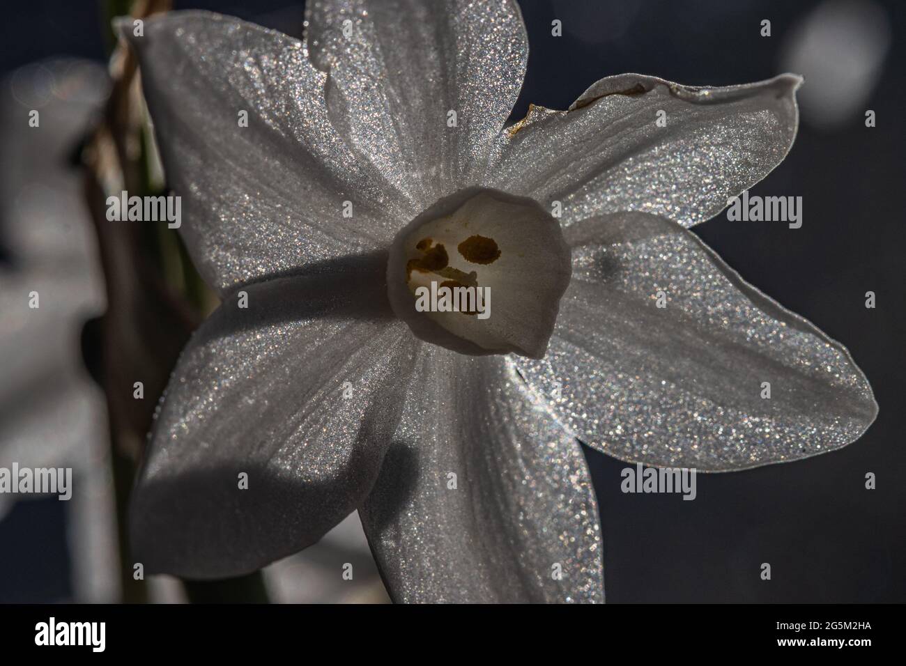 Minaturdaffodil im Makro Stockfoto