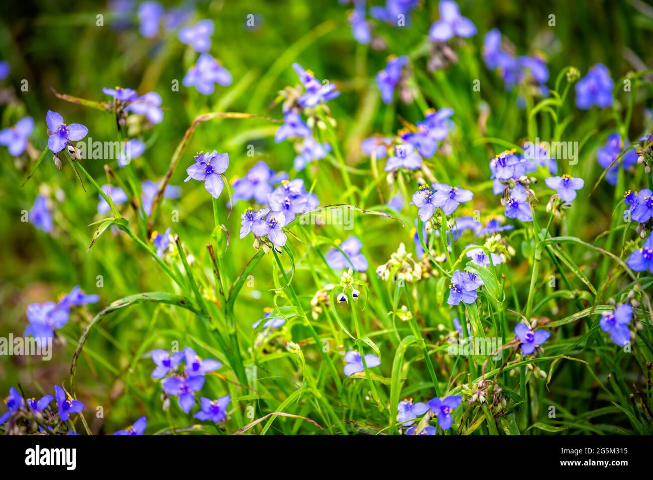 Tradescantia occidentalis Spiderwort purpurblaue Wildblumen mit drei Blütenblättern blühen im Paynes Prarie Preserve State Park in Gainesville, Florida Stockfoto