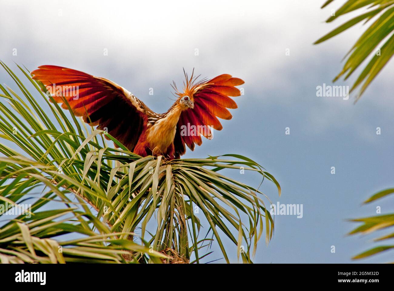 Hoazin Vogel des oberen peruanischen Amazonas-Flussbeckens Stockfoto