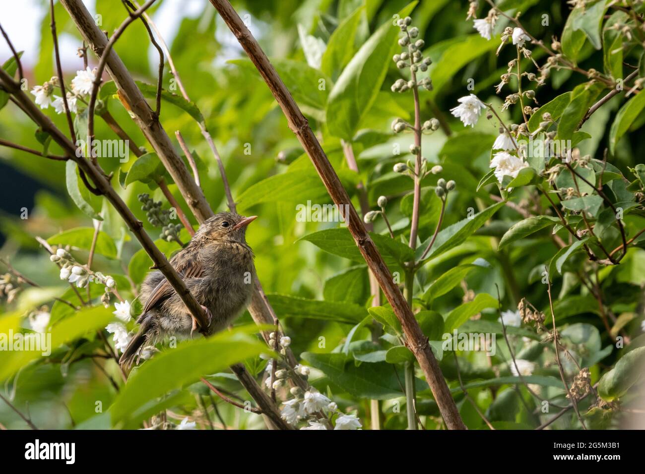 Heckenspatz sitzt auf einem Ast Stockfoto