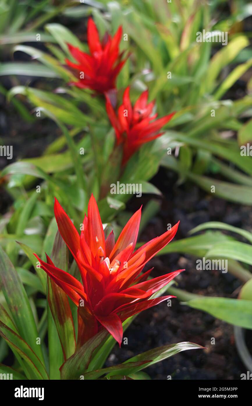 Nahaufnahme einer Vase in leuchtendem Rot-Silber oder einer Urnenpflanze, die im Garten blüht Stockfoto