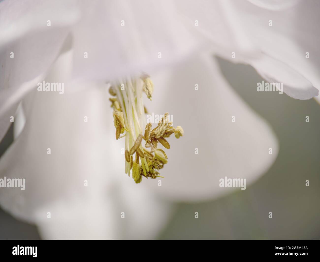 Makrodetail von weißer Aquilegie, Säulenanathern, Staubgefäßen mit Pollen. Stockfoto