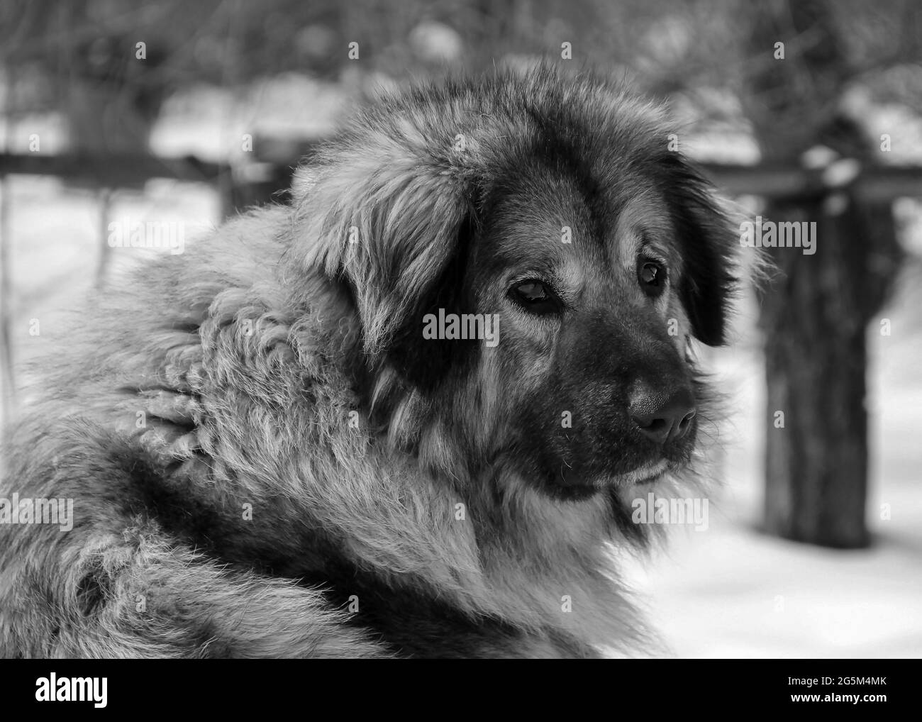 Nahaufnahme eines illyrischen Schäferhundes, auch bekannt als jugoslawischer Schäferhund oder Schäferhund aus den Sharr-Bergen (Šarplaninac) Stockfoto