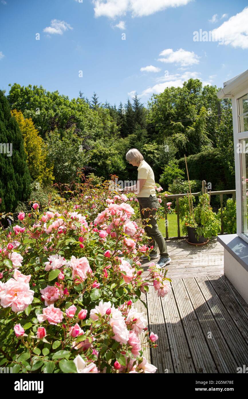 Eine Dame pflegt rosa Rosen an einem Sommertag. Stockfoto