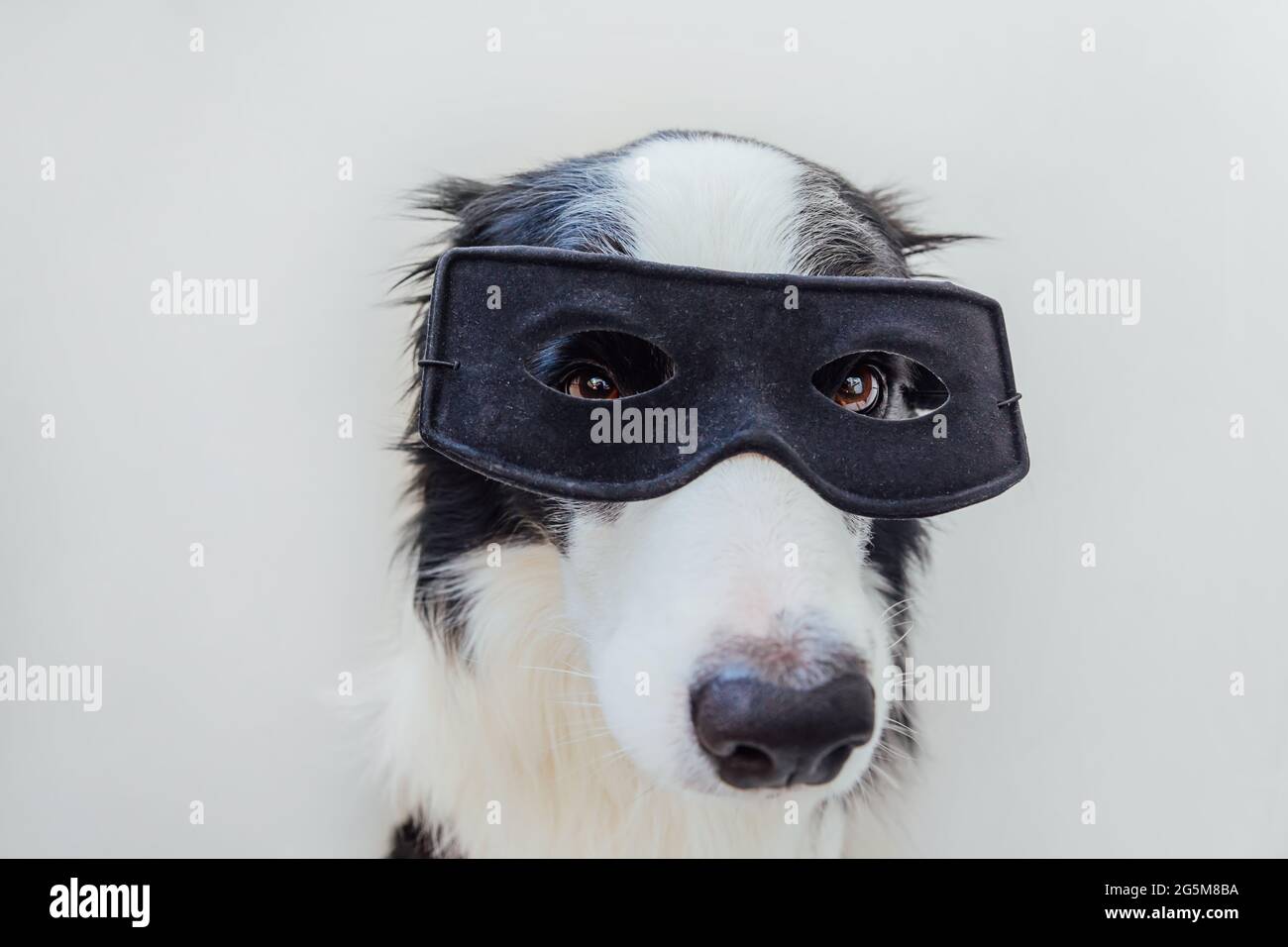 Lustige Porträt von niedlichen Hund Grenze Collie im Superhelden Kostüm isoliert auf weißem Hintergrund. Welpe trägt schwarze Superhelden Maske an Karneval oder Stockfoto