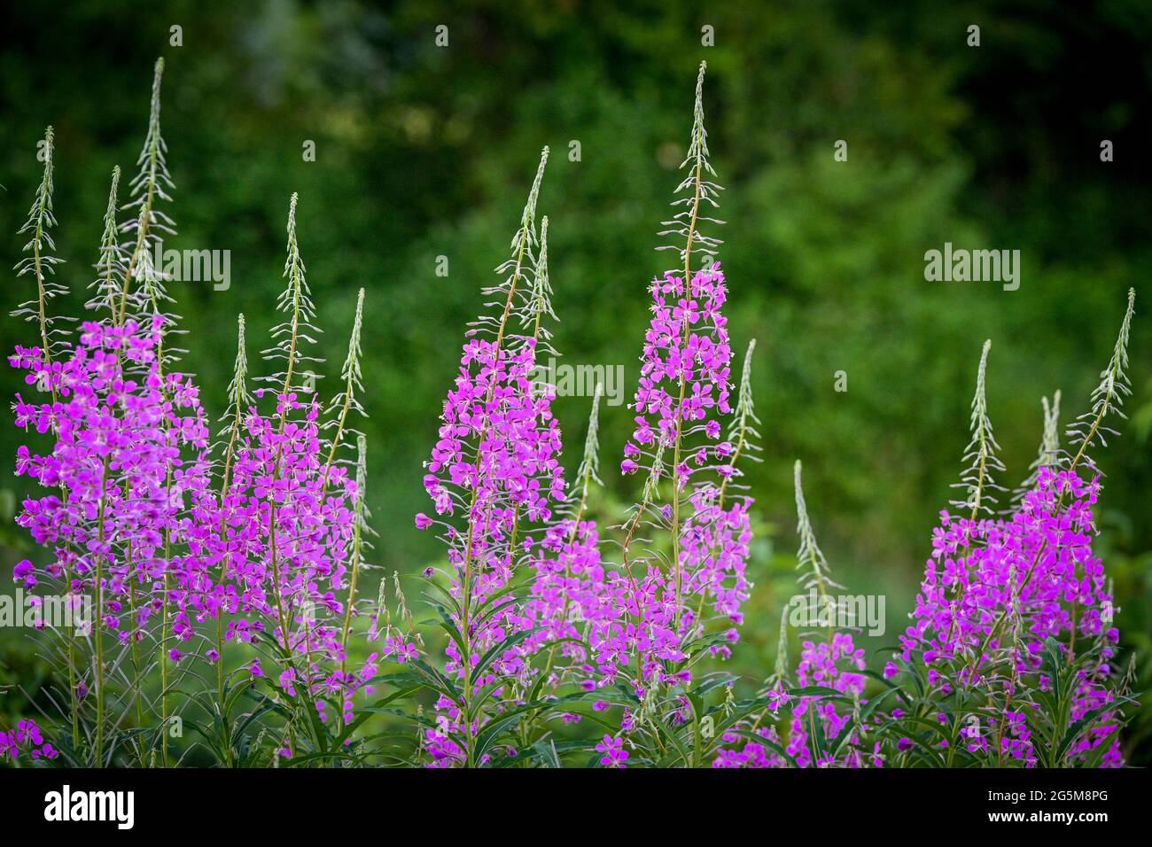 Fireweed Flowers, Jerry Sulina Park, Maple Ridge, , British Columbia, Kanada Stockfoto