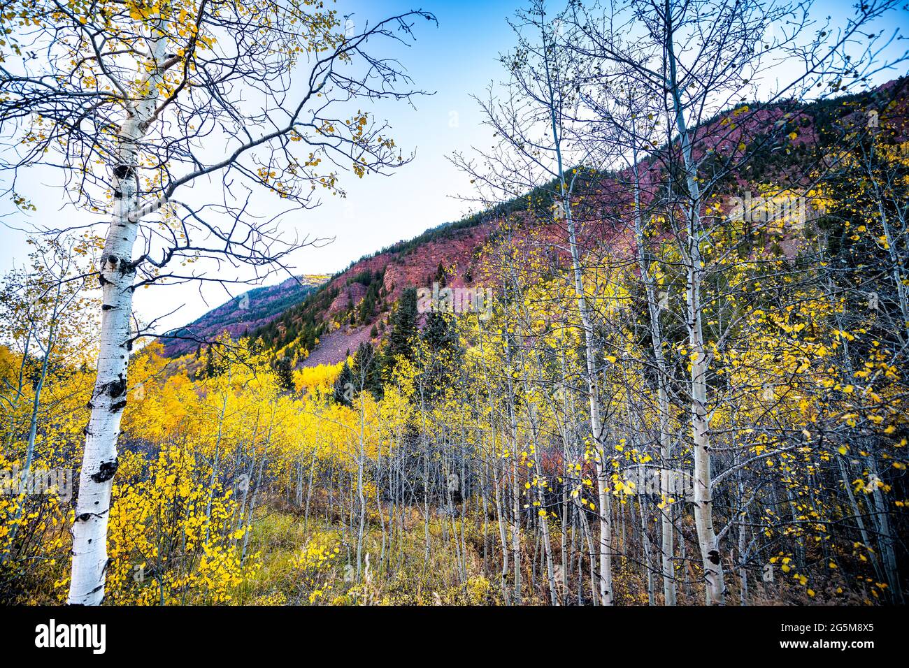 Kastanienbraune Glocken Gegend mit Blick von der berühmten Straße mit lebhaften gelben Laubbäumen Espenbäumen im Vordergrund der Rocky Mountains im Herbst-Herbst-Gipfel von Colorado Stockfoto