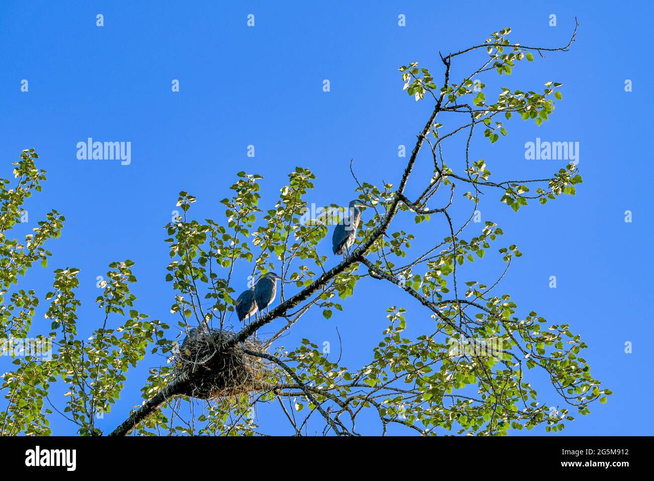 Große Blaureiher, Nest, Jerry Sulina Park, Maple Ridge, , British Columbia, Kanada Stockfoto