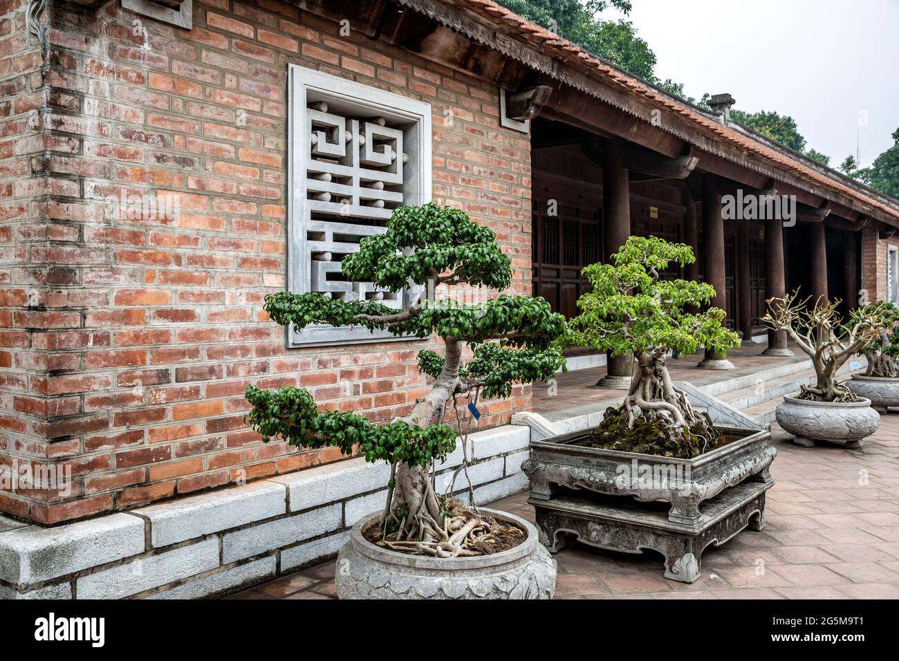 Bonsai-Bume, Literaturtempel, Hanoi, Vietnam Stockfotografie - Alamy