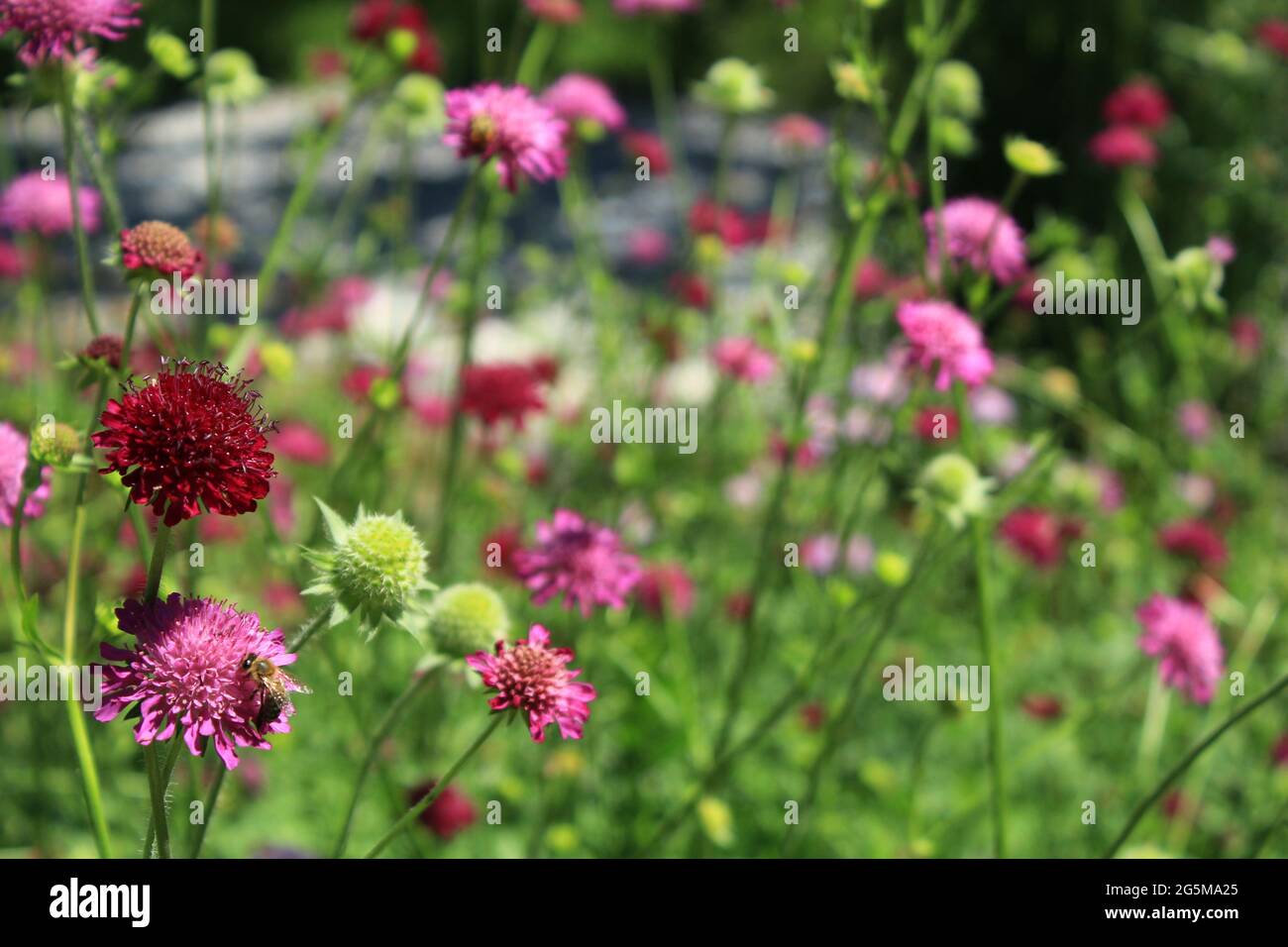 Suche nach Sweetness III Stockfoto