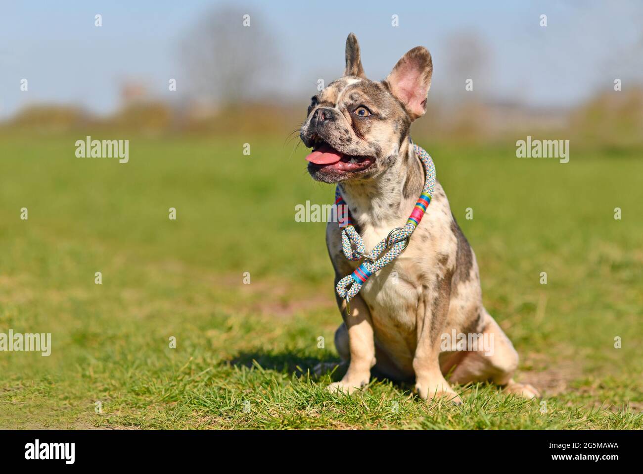 Junger fröhlicher französischer Bulldogge in Merle-Farben mit melierten Flecken und einer Zunge, die mit einem Kordelkragen hervorsteht Stockfoto