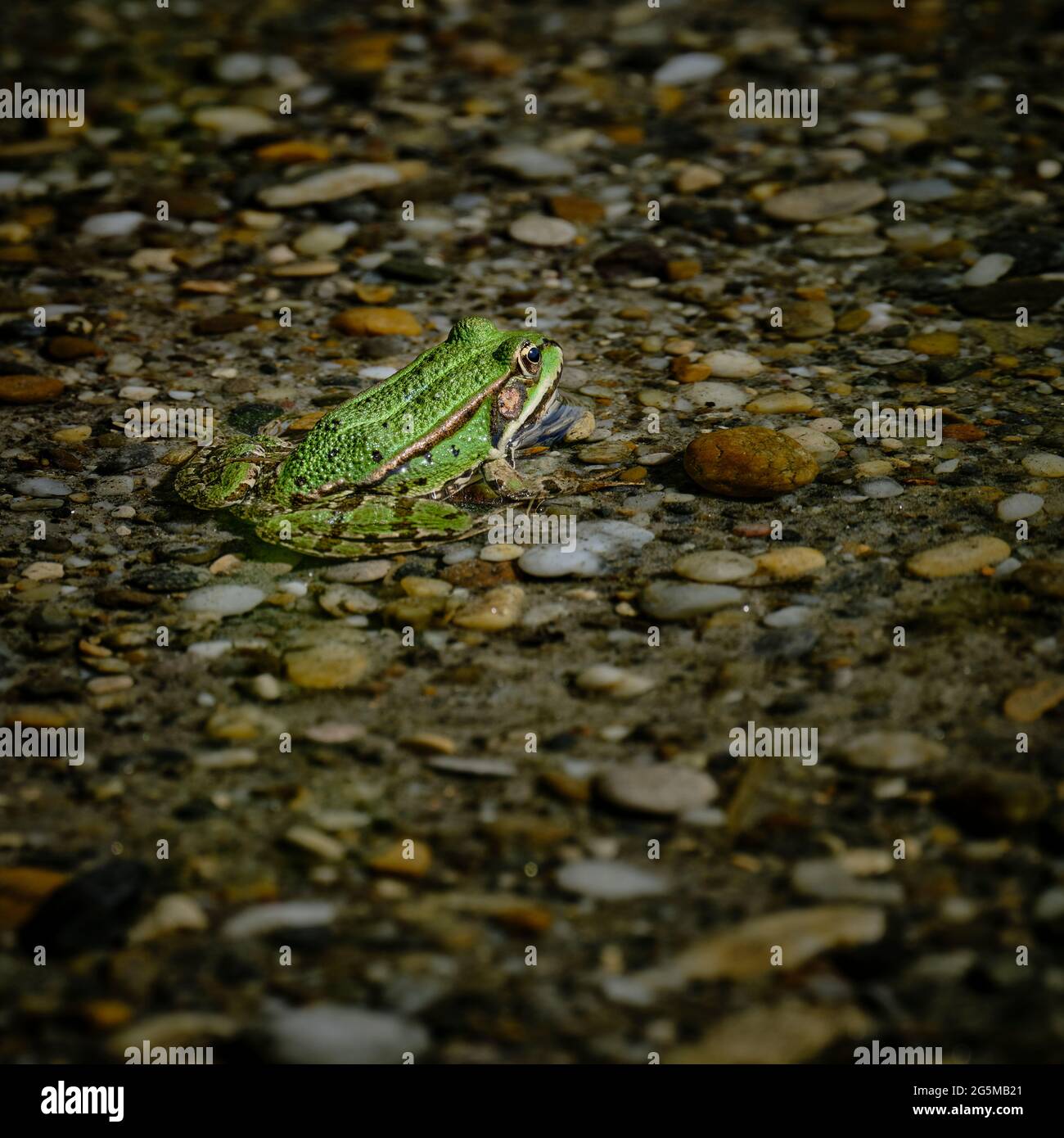 Grüner Frosch im flachen Wasser auf Steinen Stockfoto