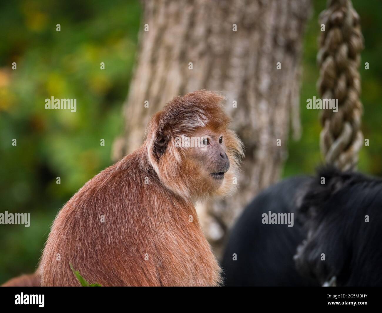 Zwei ostjavanische Langur, ein Affe aus der Unterfamilie Colobinae Stockfoto