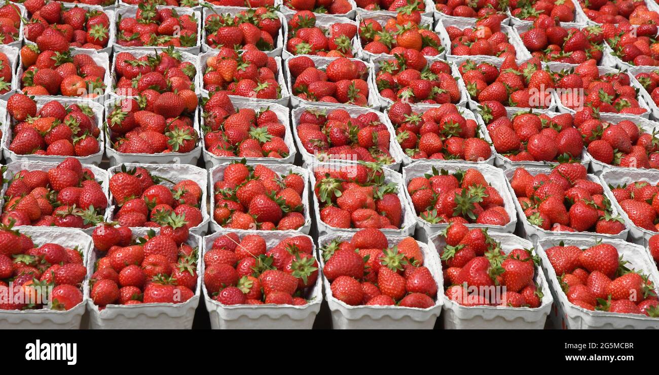 Kopenhagen /Dänemark./ 12.Juni 2019/ .Home grownb Erdbeeren enthalten auf Verkauf in Danosh Hauptstadt Kopenhagen. (Foto..Francis Dean / Deanpices. Stockfoto