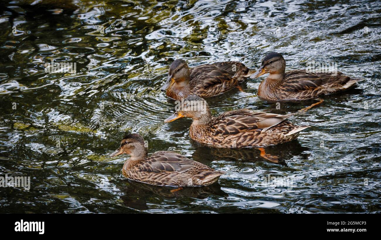 Vier braune Enten schwimmen im Fluss Stockfoto