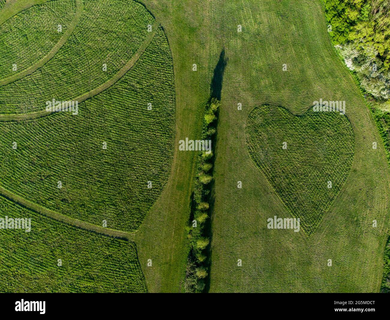 Drohnenansicht von Mustern, die in große Rasenflächen geschnitten sind, mit Bäumen, die Schatten in abstrakten Herzformationen in der Nähe von Arlesey, Bedfordshire, Großbritannien, werfen. Stockfoto