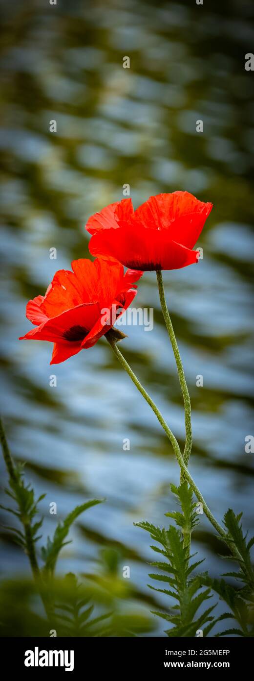 Zwei blühende Mohnblumen mit Wasser im Hintergrund Stockfoto