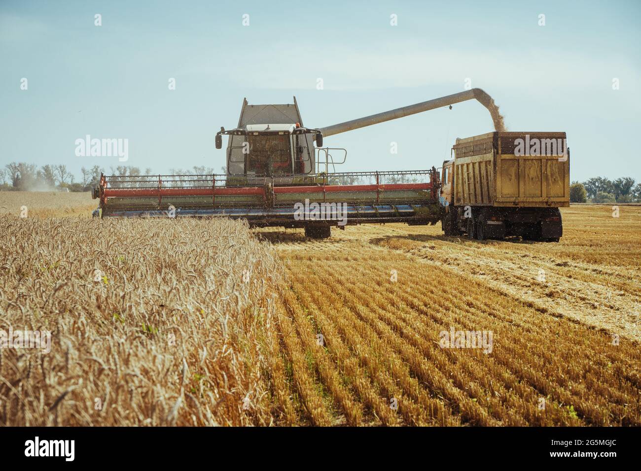Mähdrescher erntet reifen Weizen. Reife Ohren von Gold Feld auf dem Sonnenuntergang bewölkt orange Himmel Hintergrund. Konzept einer reichen Ernte. Landwirtschaft Stockfoto