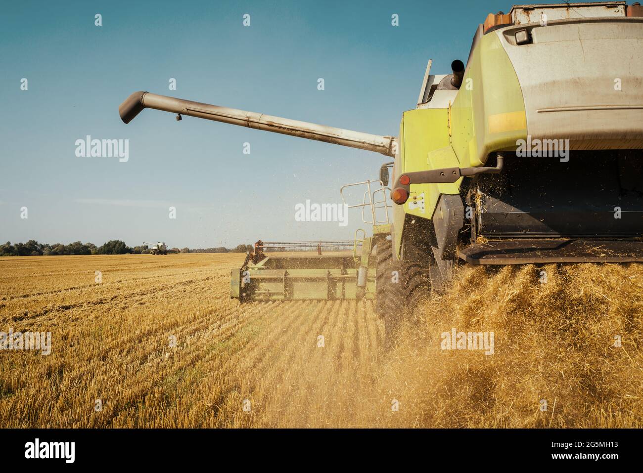 Mähdrescher erntet reifen Weizen. Reife Ohren von Gold Feld auf dem Sonnenuntergang bewölkt orange Himmel Hintergrund. Konzept einer reichen Ernte. Landwirtschaft Stockfoto