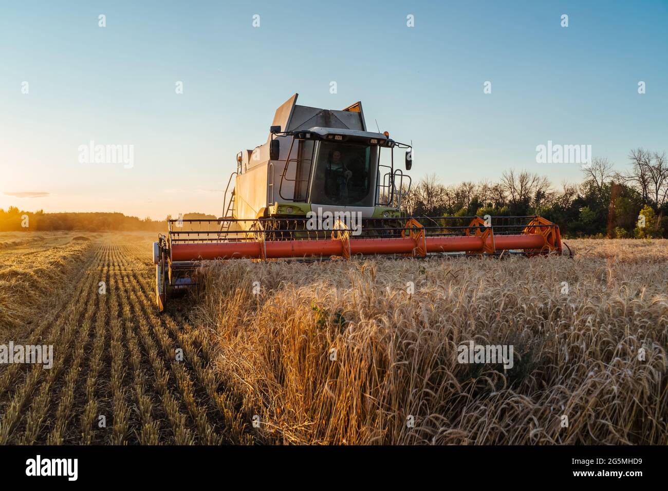 Mähdrescher erntet reifen Weizen. Reife Ohren von Gold Feld auf dem Sonnenuntergang bewölkt orange Himmel Hintergrund. Konzept einer reichen Ernte. Landwirtschaft Stockfoto